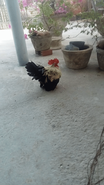 Gà Thái chân lùn đuôi xòe. Mua bán Gà tại Huyện Châu Thành Tiền Giang được đăng bởi gà tre hình 1