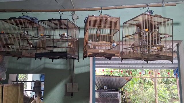 Chim chào mào. Mua bán Chim tại Thị xã Điện Bàn Quảng Nam được đăng bởi Tía Chân Vàng hình 1