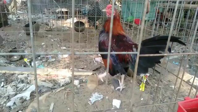 Gà 5 tháng màu Đỏ, Đen. Mua bán Gà tại Quận 8 Tp Hồ Chí Minh được đăng bởi Nguyễn hoàng phương hình 1