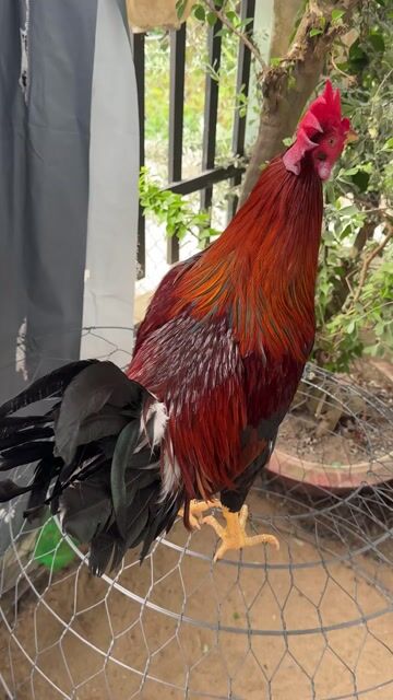 Gà điều 3kg 6 tháng. Mua bán Gà tại Huyện Tam Bình Vĩnh Long được đăng bởi Văn Kim Cương hình 1