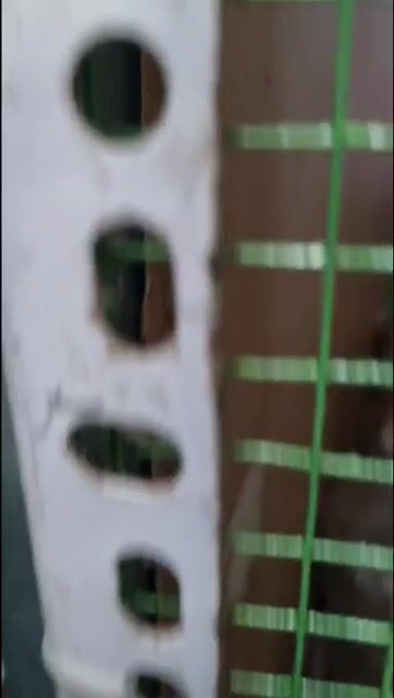 Gà tre lai. Mua bán Gà tại Thành phố Thủ Đức Tp Hồ Chí Minh được đăng bởi Thanh hình 1