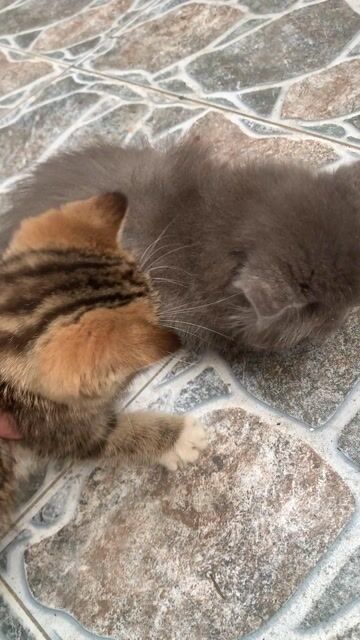 Mèo Anh lông ngắn rằn 2.5 tháng. Mua bán Mèo tại Huyện Nhà Bè Tp Hồ Chí Minh được đăng bởi Mss Hà hình 1