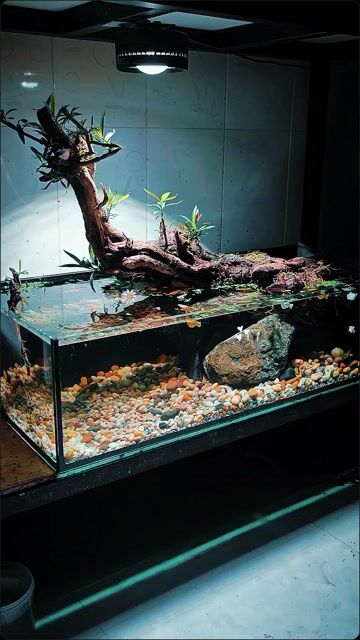 Hồ cá Biotop 1mx45x25 Kính 10ly. Mua bán Phụ kiện, Thức ăn, Dịch vụ tại Quận Gò Vấp Tp Hồ Chí Minh được đăng bởi GIA ĐÌNH MÈO hình 1