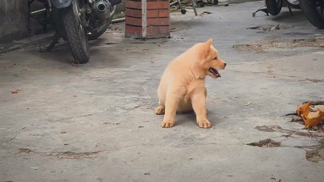 Chó Mông Cộc Vàng Kem Đẹp + Lưỡi Đen Chuẩn Giống . Mua bán Chó tại Quận Gò Vấp Tp Hồ Chí Minh được đăng bởi Shop SH Và Chó Cộc Sài Gòn hình 1