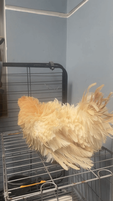 Gà mái tre mini Lông xước độc lạ. Mua bán Gà tại Quận 12 Tp Hồ Chí Minh được đăng bởi Happy Pet hình 1