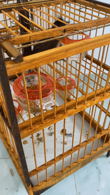 Chim chào mào Đen, Trắng, Nâu. Mua bán Chim tại Thành phố Buôn Ma Thuột Đắk Lắk được đăng bởi Hoan Huynh Mai hình 1