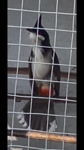 10 ngày lồng. Mua bán Chim tại Quận Liên Chiểu Đà Nẵng được đăng bởi Tuấn Dương hình 1