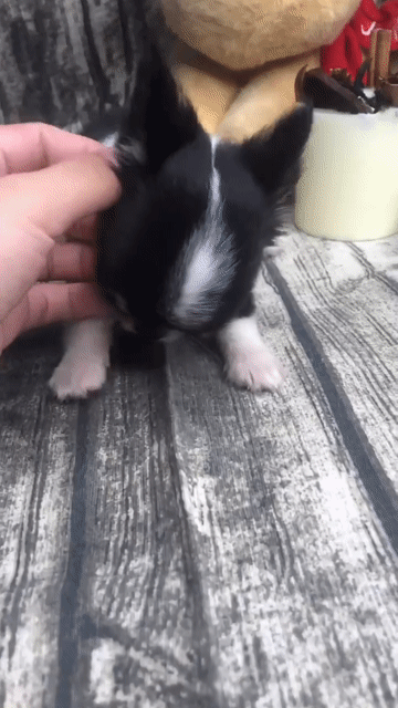 CHIHUAHUA BÒ SỮA ĐỰC MINI. Mua bán Chó tại Huyện Hóc Môn Tp Hồ Chí Minh được đăng bởi ELLIE hình 1