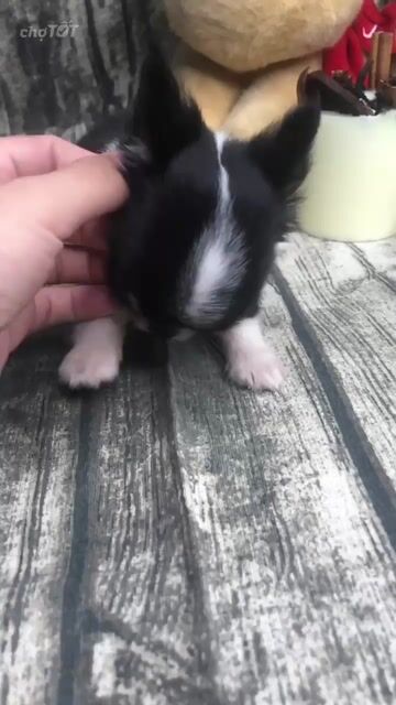 CHIHUAHUA BÒ SỮA ĐỰC MINI. Mua bán Chó tại Huyện Hóc Môn Tp Hồ Chí Minh được đăng bởi ELLIE hình 1