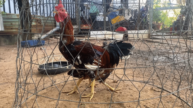 Gà Mỹ Asil Keslo. Mua bán Gà tại Thị xã Bến Cát Bình Dương được đăng bởi Vương Tài hình 1