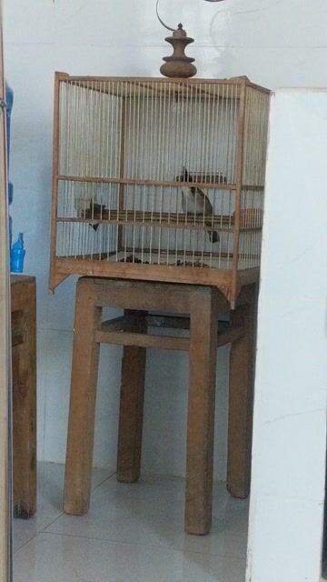 Chim chào mào cần bán. Mua bán Chim tại Thị xã An Khê Gia Lai được đăng bởi bin hình 1