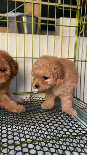 Chó Poodle nâu vàng 2 tháng đã tiêm. Mua bán Chó tại Quận Hoàng Mai Hà Nội được đăng bởi moon petshop hình 1