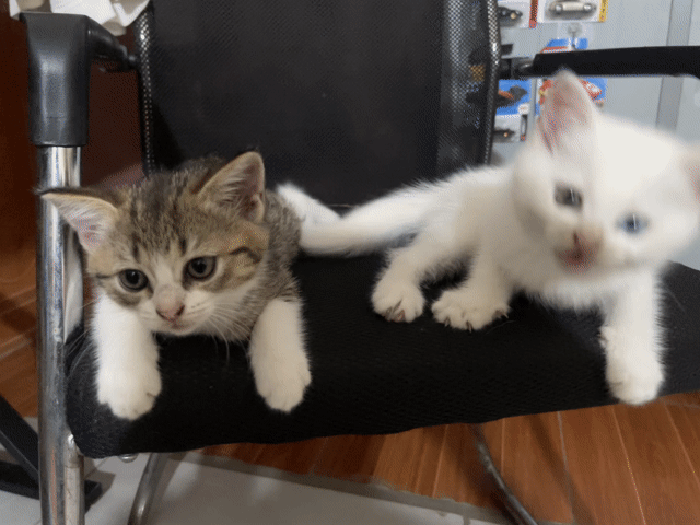 2 Mèo Anh lông ngắn cái 2 tháng Trắng, Vằn đốm. Mua bán Mèo tại Huyện Đông Anh Hà Nội được đăng bởi Lâm hình 1