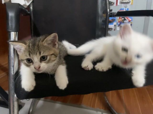 2 Mèo Anh lông ngắn cái 2 tháng Trắng, Vằn đốm. Mua bán Mèo tại Huyện Đông Anh Hà Nội được đăng bởi Lâm hình 1