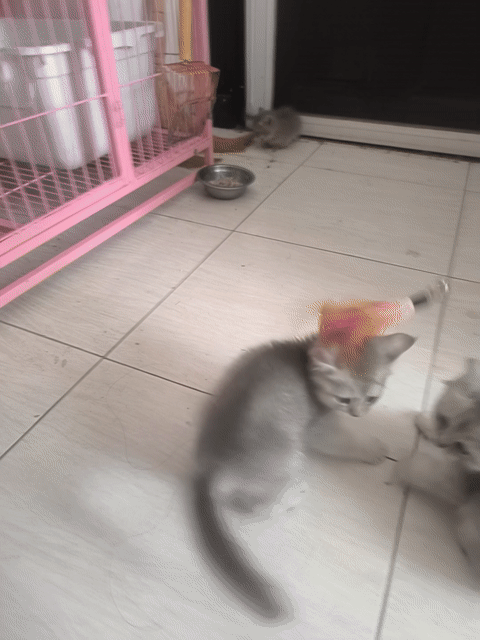 Mèo ALN Blue Golden 3th . Mua bán Mèo tại Thành phố Thủ Đức Tp Hồ Chí Minh được đăng bởi Mai hình 1