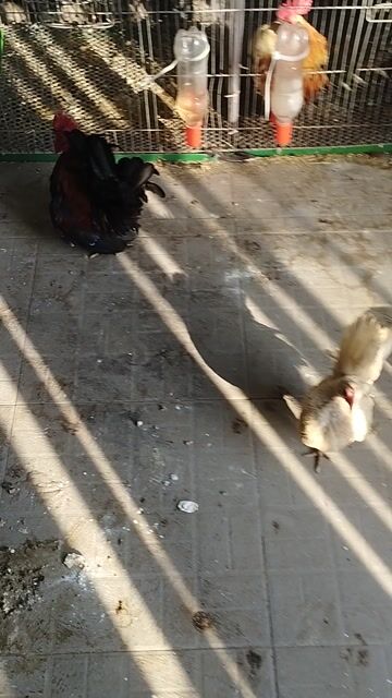 Gà Serama cả hai sinh sản. Mua bán Gà tại Quận Cái Răng Cần Thơ được đăng bởi Lê Xuân Phước  hình 1