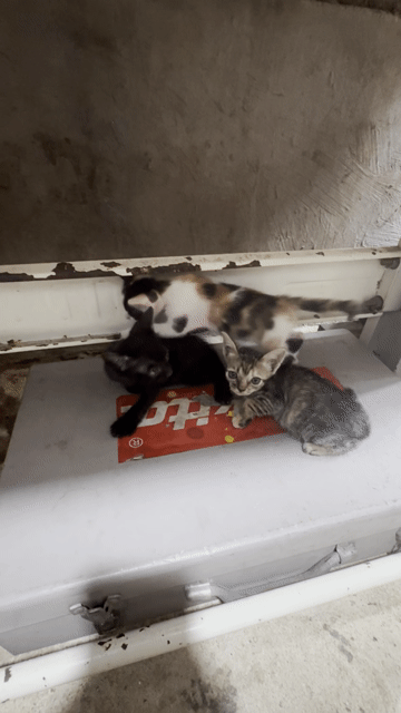 Mèo con Đen, vằn, tam thể Biết ăn. Mua bán Mèo tại Huyện Củ Chi Tp Hồ Chí Minh được đăng bởi Ngọc hình 1