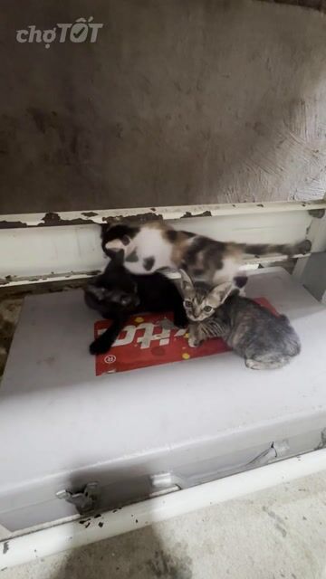 Mèo con Đen, vằn, tam thể Biết ăn. Mua bán Mèo tại Huyện Củ Chi Tp Hồ Chí Minh được đăng bởi Ngọc hình 1