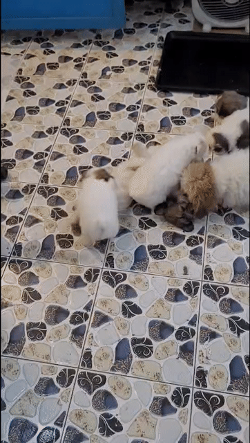 Chó Poodle trên 50 ngày tuổi. Mua bán Chó tại Quận Thanh Xuân Hà Nội được đăng bởi Tran Tuan hình 1