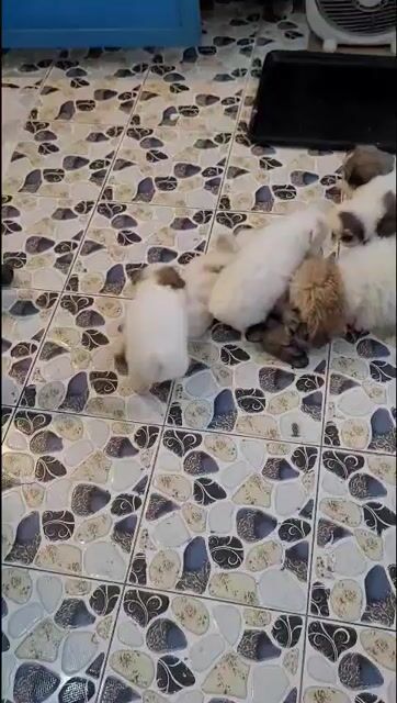 Chó Poodle trên 50 ngày tuổi. Mua bán Chó tại Quận Thanh Xuân Hà Nội được đăng bởi Tran Tuan hình 1