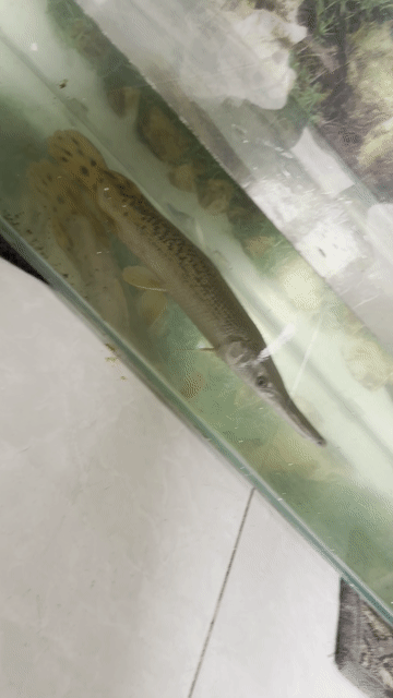 Cá Sấu Hoả tiễn. Mua bán Thú cưng khác tại Quận 7 Tp Hồ Chí Minh được đăng bởi Lộc A Phát hình 1