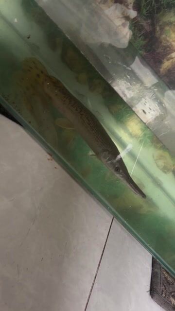 Cá Sấu Hoả tiễn. Mua bán Thú cưng khác tại Quận 7 Tp Hồ Chí Minh được đăng bởi Lộc A Phát hình 1