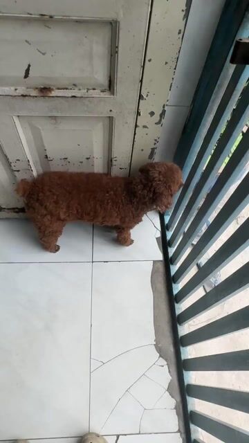Bé đực poodle nâu đỏ thuần chủng. Mua bán Chó tại Quận 12 Tp Hồ Chí Minh được đăng bởi Petty Pet hình 1