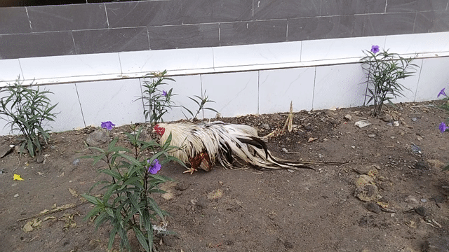 Gà Tân Châu trống khét chuối đuôi dài. Mua bán Gà tại Quận 12 Tp Hồ Chí Minh được đăng bởi Tâm Gà kiểng hình 1