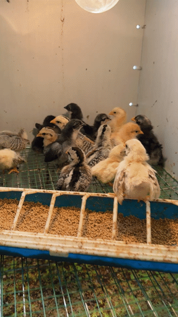 Gà tre Thái chân trung. Mua bán Gà tại Quận Bắc Từ Liêm Hà Nội được đăng bởi Nguyễn đức hình 1