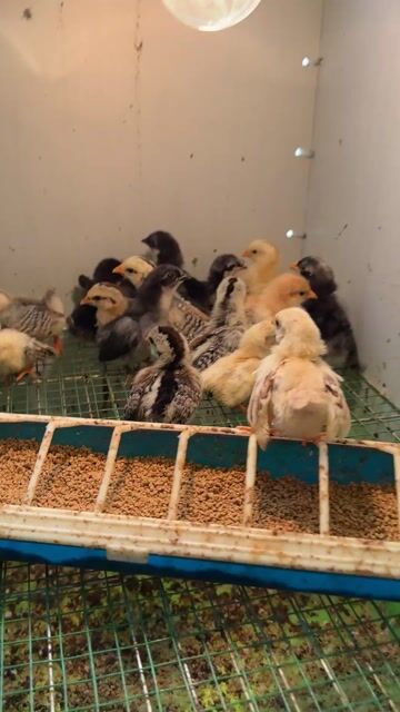 Gà tre Thái chân trung. Mua bán Gà tại Quận Bắc Từ Liêm Hà Nội được đăng bởi Nguyễn đức hình 1