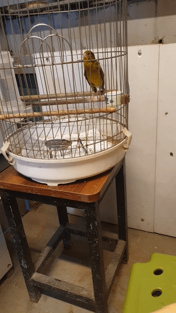 Thanh Yến để bàn. Mua bán Chim tại Huyện Thanh Trì Hà Nội được đăng bởi Trần Hùng hình 1