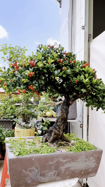 Cây cảnh Hải châu bonsai. Mua bán Cây cảnh, đồ trang trí tại Quận 12 Tp Hồ Chí Minh được đăng bởi Lộc hình 1