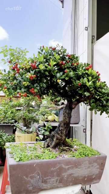 Cây cảnh Hải châu bonsai. Mua bán Cây cảnh, đồ trang trí tại Quận 12 Tp Hồ Chí Minh được đăng bởi Lộc hình 1
