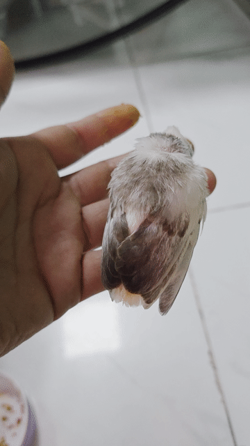 Chim chào mào con chưa biết mổ. Mua bán Chim tại Thị xã Tân Uyên Bình Dương được đăng bởi Hung Xuan hình 1