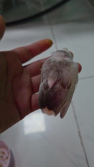 Chim chào mào con chưa biết mổ. Mua bán Chim tại Thị xã Tân Uyên Bình Dương được đăng bởi Hung Xuan hình 1