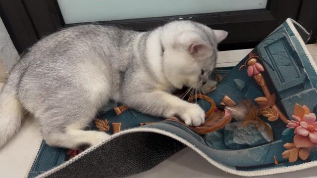 Mèo Gold Silver 1 tuổi Bạc. Mua bán Mèo tại Quận Nam Từ Liêm Hà Nội được đăng bởi Jun Piano hình 1