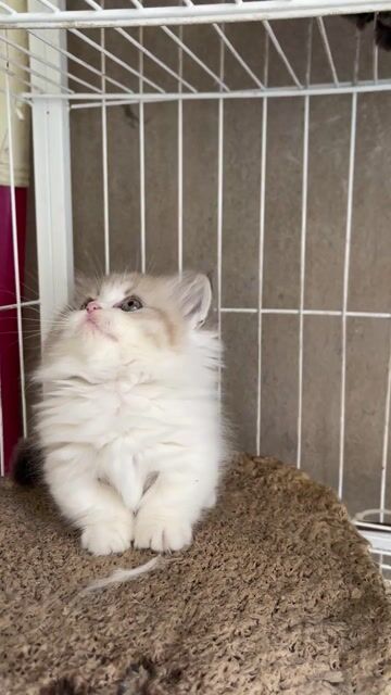 Mèo Anh chân ngắn. Mua bán Mèo tại Huyện Hoài Đức Hà Nội được đăng bởi Lan Lan hình 1