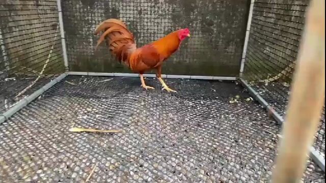 Gà khet Mỹ Simon ,1k350 rat xung. Mua bán Gà tại Huyện Đất Đỏ Bà Rịa - Vũng Tàu được đăng bởi Thanh sang hình 1