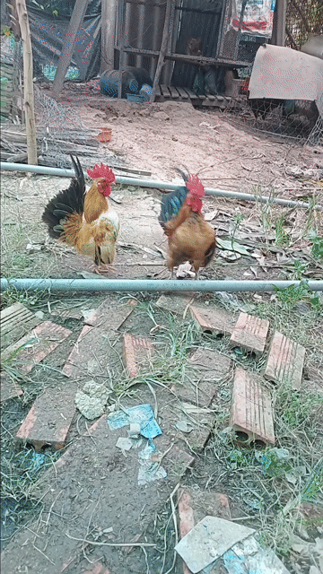 Gà Serama Đực Nhiều màu. Mua bán Gà tại Huyện Tịnh Biên An Giang được đăng bởi hòa phát hình 1