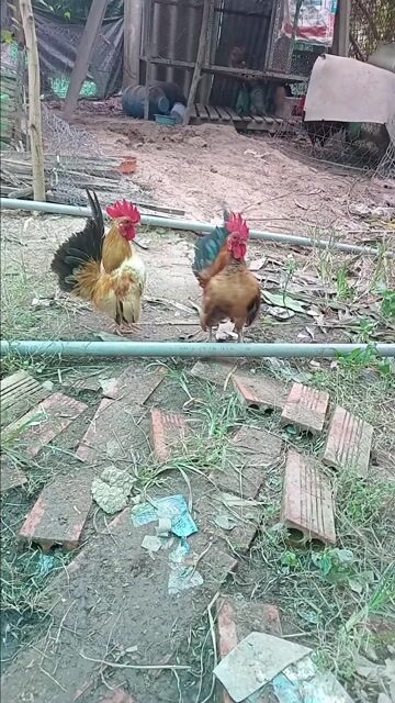 Gà Serama Đực Nhiều màu. Mua bán Gà tại Huyện Tịnh Biên An Giang được đăng bởi hòa phát hình 1