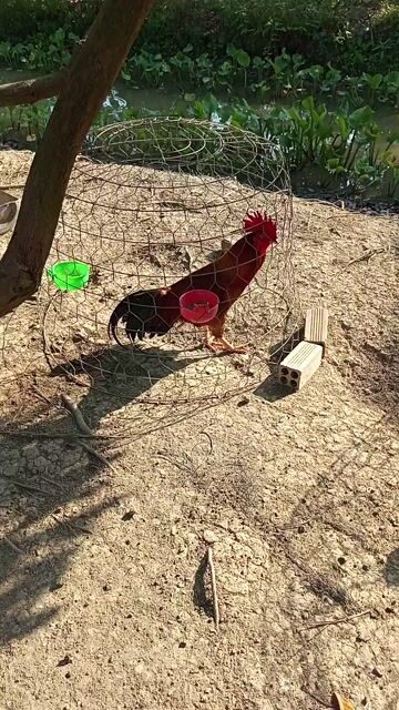 Vàng tay tốt 3,1kg50 cự mạnh. Mua bán Gà tại Huyện Cờ Đỏ Cần Thơ được đăng bởi Thịnh hình 1