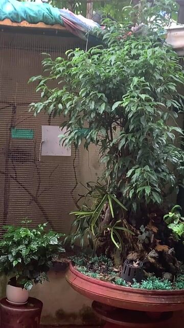 Chim Malai non Nâu đã tự ăn. Mua bán Chim tại Huyện Quốc Oai Hà Nội được đăng bởi duc anh hình 1