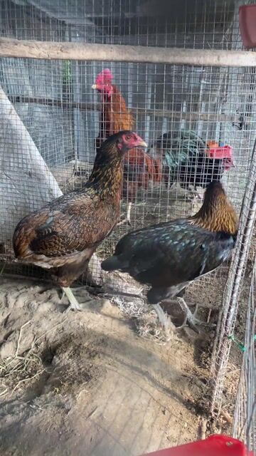 gà bổn mẻ ok. Mua bán Gà tại Huyện Gò Công Tây Tiền Giang được đăng bởi vinh phạm  hình 1