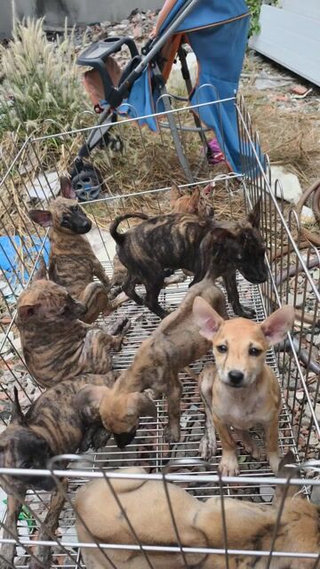 Chó Phú Quốc Vện Cọp và Đen mực. Mua bán Chó tại Quận Ninh Kiều Cần Thơ được đăng bởi Penta Store hình 1