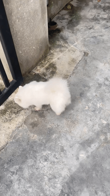 Chó Pomeranian Trắng đã tiêm phòng. Mua bán Chó tại Thành phố Cẩm Phả Quảng Ninh được đăng bởi Thịnh hình 1
