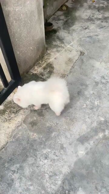 Chó Pomeranian Trắng đã tiêm phòng. Mua bán Chó tại Thành phố Cẩm Phả Quảng Ninh được đăng bởi Thịnh hình 1