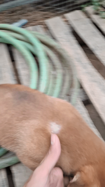 Chó Mông cộc màu Nâu. Mua bán Chó tại Thành phố Sa Đéc Đồng Tháp được đăng bởi Bách Lạc Viên931 hình 1