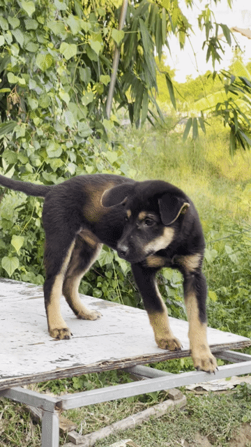 Chó becgie lai to đại. Mua bán Chó tại Huyện Mê Linh Hà Nội được đăng bởi Tuấn hình 1