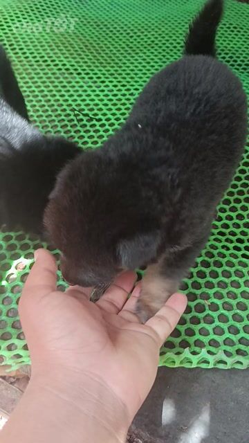 Chó Becgie Cái Đực 2 tháng Đen. Mua bán Chó tại Huyện Xuyên Mộc Bà Rịa - Vũng Tàu được đăng bởi Nguyễn Kỳ hình 1