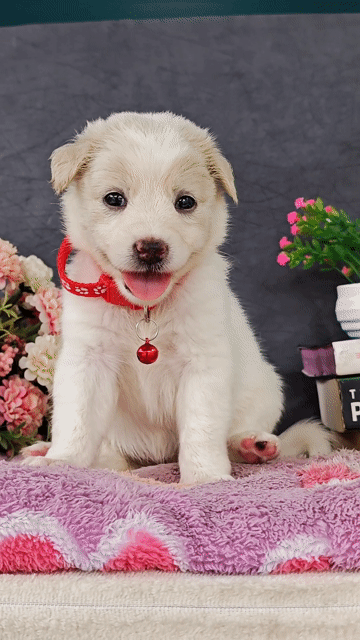 Gái nhật lai bông trắng cute xỉu ạ. Mua bán Chó tại Huyện Hóc Môn Tp Hồ Chí Minh được đăng bởi Smile Pet hình 1